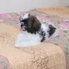 Zdjęcie №3. Shih tzu. USA