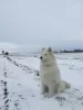 Dodatkowe zdjęcia: Szczeniaki Samoyed