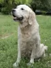 Dodatkowe zdjęcia: szczenięta golden retrievera