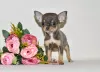 Dodatkowe zdjęcia: Prawdziwy diament. Miniaturowa dziewczynka chihuahua.