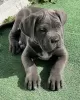 Zdjęcie №3. Szczenięta Cane Corso. USA