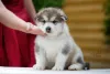 Dodatkowe zdjęcia: Szczenięta Alaskan Malamute