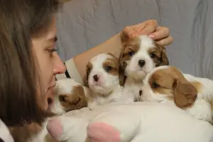 Zdjęcie №3. Cavalier King Charles Spaniel. Federacja Rosyjska