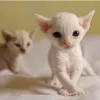 Zdjęcie №1. devon rex - na sprzedaż w Stockholm | negocjowane | Zapowiedź № 97877