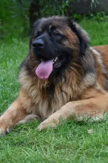 Dodatkowe zdjęcia: Szczeniak leonberger