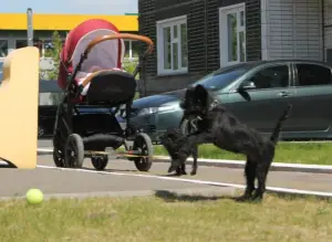 Dodatkowe zdjęcia: Szczenięta Affenpinscher