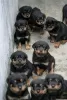 Zdjęcie №1. rottweiler - na sprzedaż w Bremerhaven | 508zł | Zapowiedź №129637