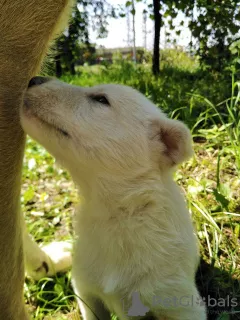 Zdjęcie №1. łajka zachodniosyberyjska, labrador retriever - na sprzedaż w Мукачево | Bezpłatny | Zapowiedź №7308