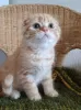 Zdjęcie №1. scottish fold - na sprzedaż w San Jose | 955zł | Zapowiedź № 12003