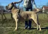 Dodatkowe zdjęcia: Cane Corso wspaniałe szczenięta rodowód FCI