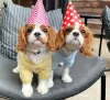 Zdjęcie №1. cavalier king charles spaniel - na sprzedaż w Kingston | negocjowane | Zapowiedź №51360