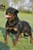 Zdjęcie №1. rottweiler - na sprzedaż w Zrenjanin | negocjowane | Zapowiedź №95989