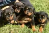 Zdjęcie №1. rottweiler - na sprzedaż w Berlin | Bezpłatny | Zapowiedź №125351