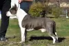 Dodatkowe zdjęcia: American Staffordshire Terrier Piękne Szczenięta