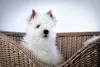 Zdjęcie №1. west highland white terrier - na sprzedaż w Москва | 3094zł | Zapowiedź №41876