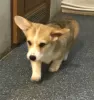 Dodatkowe zdjęcia: Pembroke Welsh Corgi, szczenięta