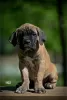 Zdjęcie №1. cane corso - na sprzedaż w Belgrad | negocjowane | Zapowiedź №102913