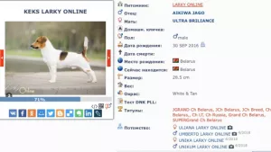 Dodatkowe zdjęcia: Dziewczynka Jack Russell Terrier - Smooth