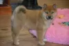 Zdjęcie №3. Beautiful shiba inu. Austria