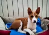 Zdjęcie №1. basenji - na sprzedaż w Berlin | negocjowane | Zapowiedź №109157