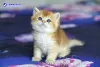 Zdjęcie №1. scottish fold - na sprzedaż w Anapa | 1547zł | Zapowiedź № 104205