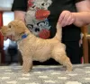 Zdjęcie №3. Szczenięta Lakeland Terrier. Federacja Rosyjska