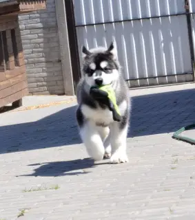 Zdjęcie №4. Sprzedam alaskan malamute w Mińsk. od żłobka - cena - Negocjowane