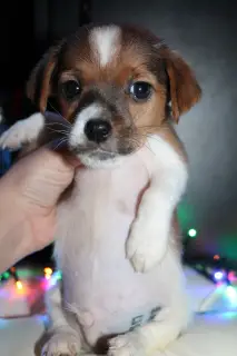 Dodatkowe zdjęcia: Jack Russell Terrier