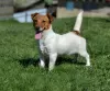 Zdjęcie №1. jack russell terrier - na sprzedaż w Mińsk | 897zł | Zapowiedź №19505