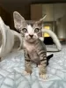 Zdjęcie №1. devon rex - na sprzedaż w Rudolstadt | 1465zł | Zapowiedź № 121034