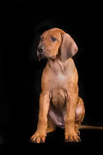 Zdjęcie №3. Rhodesian Ridgeback Puppy. Estonia