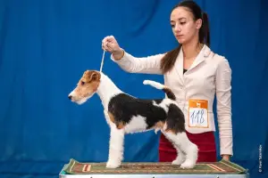 Zdjęcie №1. fox terrier - na sprzedaż w Irkuck | 1210zł | Zapowiedź №1475