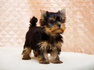 Zdjęcie №1. yorkshire terrier - na sprzedaż w Murghab | 2117zł | Zapowiedź №583