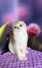 Zdjęcie №2 do zapowiedźy № 63223 na sprzedaż  scottish fold - wkupić się Ukraina 