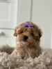 Zdjęcie №3. Maltipoo F1. Niemcy