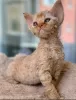 Zdjęcie №4. Sprzedam devon rex w Bremen. prywatne ogłoszenie, hodowca - cena - 2392zł