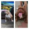 Zdjęcie №1. american bully - na sprzedaż w Molodechno | negocjowane | Zapowiedź №24622