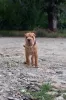 Zdjęcie №3. Chłopiec Shar Pei - Shar Pei poika. Finlandia