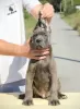 Dodatkowe zdjęcia: Cane Corso szczenięta na sprzedaż