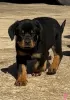 Zdjęcie №1. rottweiler - na sprzedaż w Bakersfield | 2575zł | Zapowiedź №50499