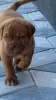 Dodatkowe zdjęcia: Dogue de Bordeaux szczenięta