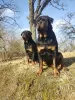 Zdjęcie №2 do zapowiedźy № 100929 na sprzedaż  rottweiler - wkupić się Łotwa hodowca