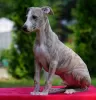 Zdjęcie №1. whippet - na sprzedaż w Aleksandria | 6278zł | Zapowiedź №55608