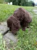 Zdjęcie №1. cocker spaniel angielski - na sprzedaż w Bielsko-Biała | 3139zł | Zapowiedź №110471