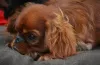 Dodatkowe zdjęcia: King Charles Spaniel