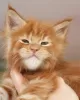 Zdjęcie №1. maine coon - na sprzedaż w Berlin | 2093zł | Zapowiedź № 103998