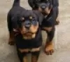 Zdjęcie №1. rottweiler - na sprzedaż w Blankenberge | 1046zł | Zapowiedź №120199