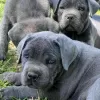 Zdjęcie №1. cane corso - na sprzedaż w Dijon | 1423zł | Zapowiedź №31689