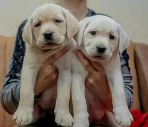 Dodatkowe zdjęcia: SZCZENIĘTA O WYSOKIEJ RASIE LABRADOR-RETRIVER OD CHAMPIONÓW