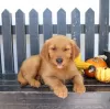 Zdjęcie №1. golden retriever - na sprzedaż w Ins | 957zł | Zapowiedź №129270